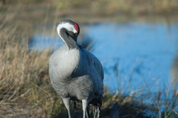 Common crane Grus grus preening. Gallocanta Lagoon Natural Reserve. Aragon. Spain.