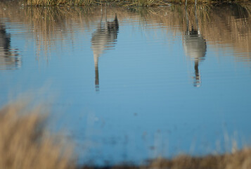 Common cranes Grus grus reflected in a lagoon. Gallocanta Lagoon Natural Reserve. Aragon. Spain.