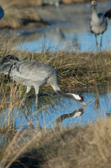 Common crane Grus grus drinking water in a lagoon. Gallocanta Lagoon Natural Reserve. Aragon. Spain.