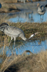 Common crane Grus grus drinking water in a lagoon. Gallocanta Lagoon Natural Reserve. Aragon. Spain.