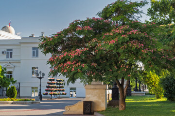 Albizia julibrissin blooms in Sevastopol with fluffy bright pink flowers. Primorsky Boulevard in Sevastopol, Crimea.