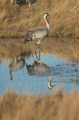 Common crane Grus grus in a lagoon. Gallocanta Lagoon Natural Reserve. Aragon. Spain.