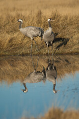 Common cranes Grus grus reflected in a lagoon. Gallocanta Lagoon Natural Reserve. Aragon. Spain.