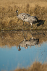 Common cranes Grus grus reflected in a lagoon. Gallocanta Lagoon Natural Reserve. Aragon. Spain.