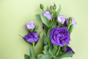 Purple roses on a green background. Unusual flowers Eustoma for a gift.