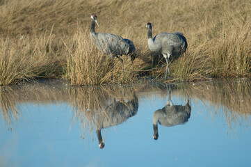 Common cranes Grus grus reflected in a lagoon. Gallocanta Lagoon Natural Reserve. Aragon. Spain.
