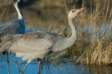 Common crane Grus grus. Juvenile drinking water. Gallocanta Lagoon Natural Reserve. Aragon. Spain.