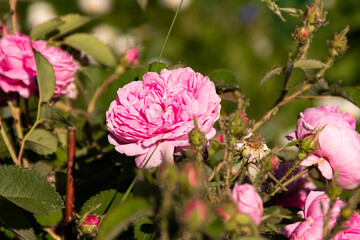 Pink roses bloom on the bush. Blooming rose bush on a summer day