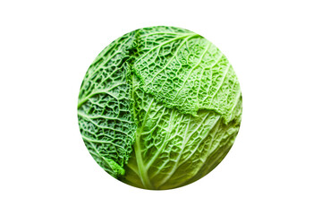 savoy cabbage raw fresh green vegetable harvest organic natural product ingredient eating healthy keto or paleo diet 