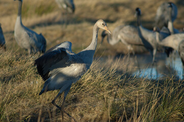 Common crane Grus grus. Juvenile wing flapping. Gallocanta Lagoon Natural Reserve. Aragon. Spain.