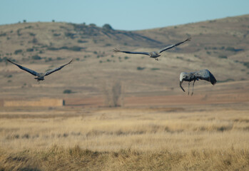 Common crane Grus grus taking flight. Gallocanta Lagoon Natural Reserve. Aragon. Spain.