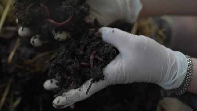 Woman wearing rubber gloves picking compost