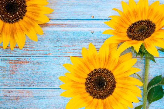 Composition with bright orange sunflowers on a wooden background. Layout for designers. Flowers.