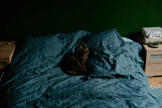Adorable gray lazy cat resting on cozy made bed with dark blue coverlet in modern bedroom during morning