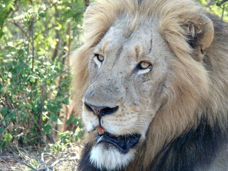 SOUTH AFRICA. LION IN THE BUSH.