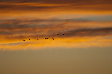 Common cranes Grus grus in flight at dawn. Bello. Teruel. Aragon. Spain.