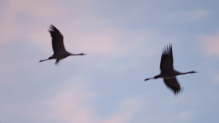 Common cranes Grus grus in flight at dawn. Bello. Teruel. Aragon. Spain.