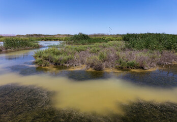 Obraz premium A swamp and water landscape with reeds. The nature reserve is called El Hondo and is near Elche. The sun is shining and the sky is blue. A flock of birds flies.