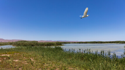 A great egret flies over the marsh and water landscape with reeds. The nature reserve is called El Hondo and is near Elche. The sun is shining and the sky is blue.