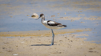 A black and white bird with a curved beak in the El Hondo nature reserve in Spain. A telephoto of an avocet standing in the swamp in the sunshine.