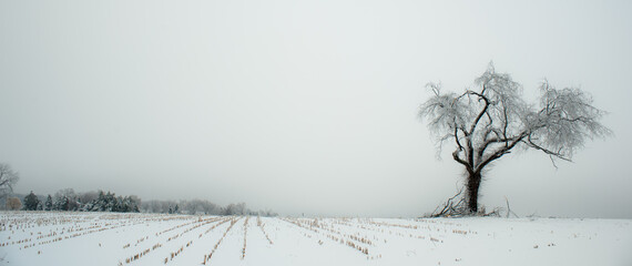 Frozen Tree - 2