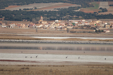 Common cranes Grus grus and Gallocanta village.