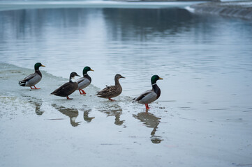 Ducks in Winter