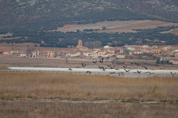 Common cranes Grus grus and Gallocanta village in the background. Gallocanta Lagoon Natural...