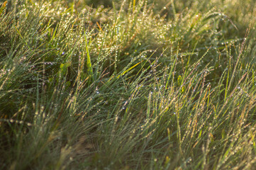 The grass in the morning dew