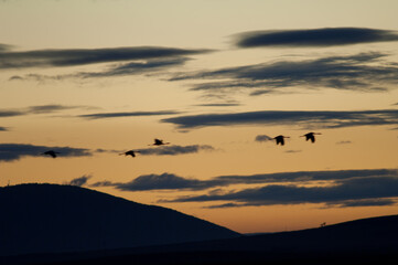 Common cranes Grus grus in flight at dawn. Picture blur to suggest movement. Gallocanta Lagoon Natural Reserve. Aragon. Spain.