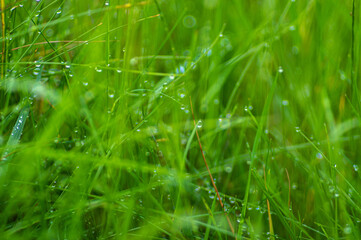The grass in the morning dew