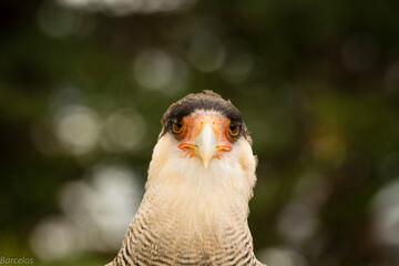 Stare
