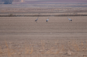 Common cranes Grus grus. Gallocanta Lagoon Natural Reserve. Aragon. Spain.