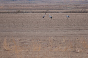 Common cranes Grus grus. Gallocanta Lagoon Natural Reserve. Aragon. Spain.
