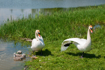 pair of swans with little swans
