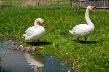 pair of swans with little swans