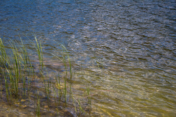 grass in the water