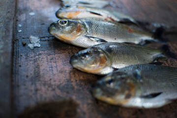 pesca, fishing, pez, amazonas