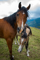 Obraz premium Duo cuori, un'anima sola