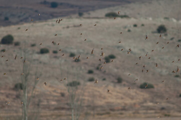 Common linnets, rock sparrows, Eurasian tree sparrows and European goldfinches in flight. Gallocanta Lagoon Natural Reserve. Aragon. Spain.