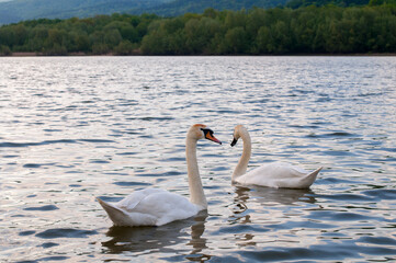 white swans group on the lake swim well under the bright sun