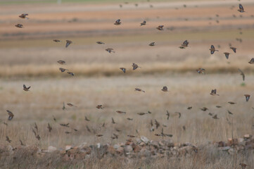 Common linnets Linaria cannabina mediterranea and Eurasian tree sparrows Passer montanus in flight. Gallocanta Lagoon Natural Reserve. Aragon. Spain.
