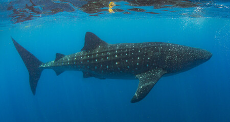 Fototapeta premium Whale Shark swimming in Mexico
