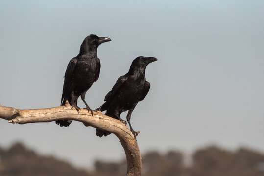 Common ravens or Corvus corax wild bird sitting on dry branch of tree against gray sky in nature
