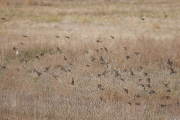 Common linnets Linaria cannabina mediterranea in flight. Gallocanta Lagoon Natural Reserve. Aragon. Spain.