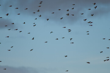 Common linnets Linaria cannabina mediterranea in flight. Gallocanta Lagoon Natural Reserve. Aragon. Spain.