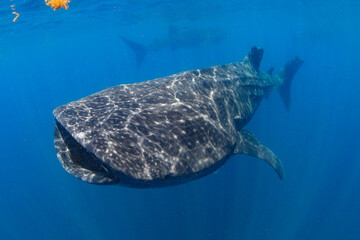 Fototapeta premium Whale Shark swimming in Mexico