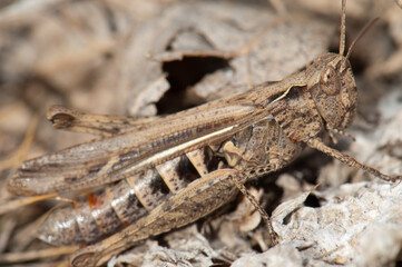 Grasshopper. Gallocanta Lagoon Natural Reserve. Aragon Spain.