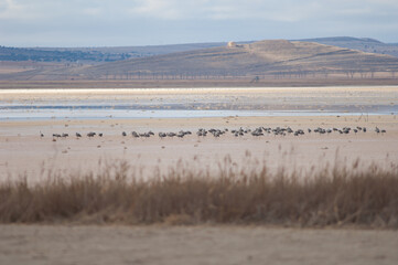 Common cranes Grus grus. Gallocanta Lagoon Natural Reserve. Aragon. Spain.