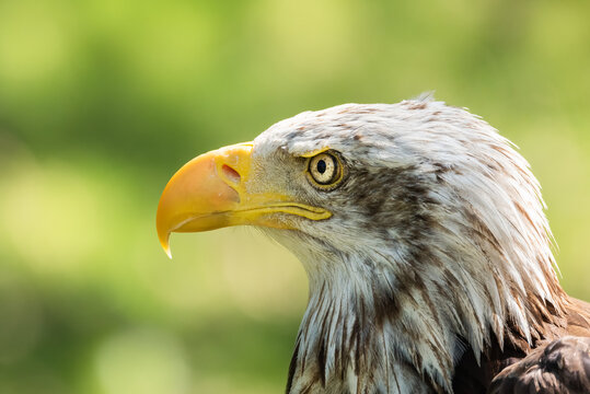 Closeup of head of bald eagle or Haliaeetus leucocephalus bird native to North America on blurred green environment background